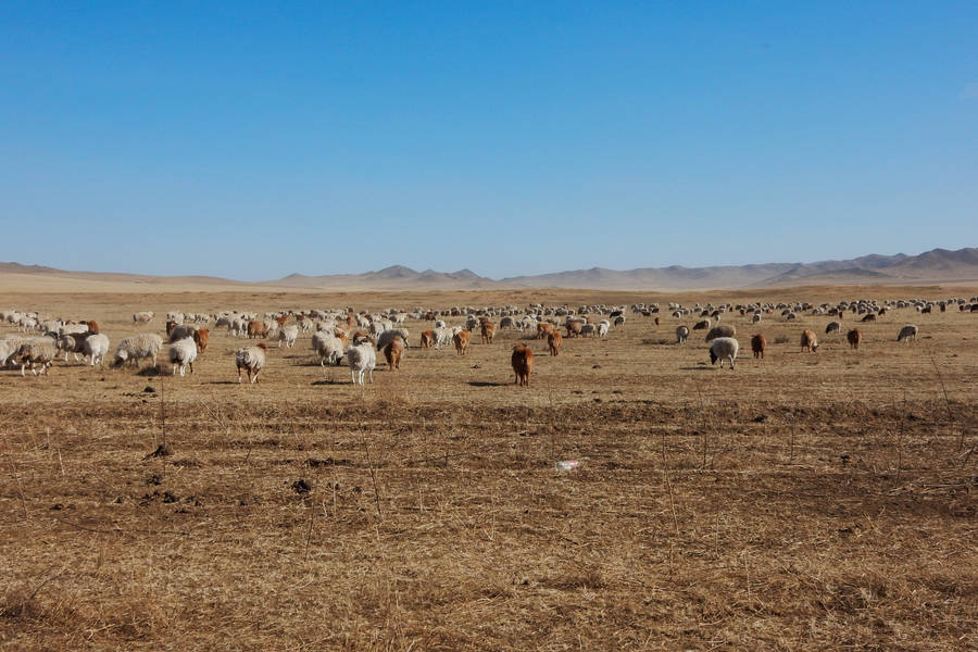 Dans les steppes mongoles (1)