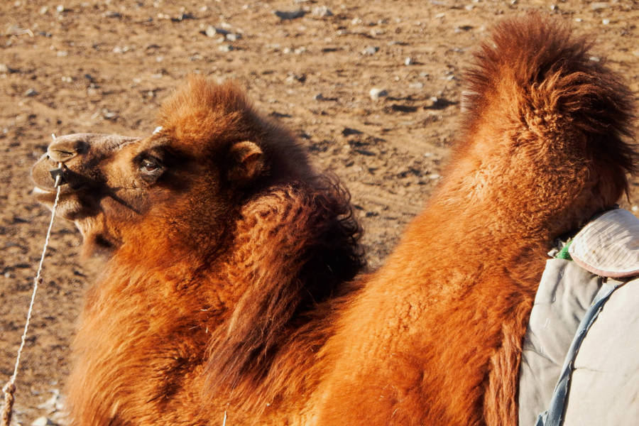 Dans les steppes mongoles (3)