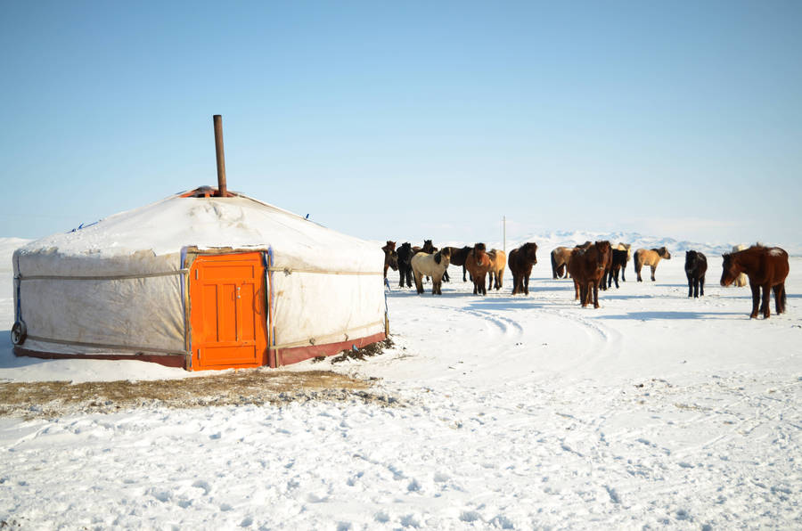Dans les steppes mongoles (2)